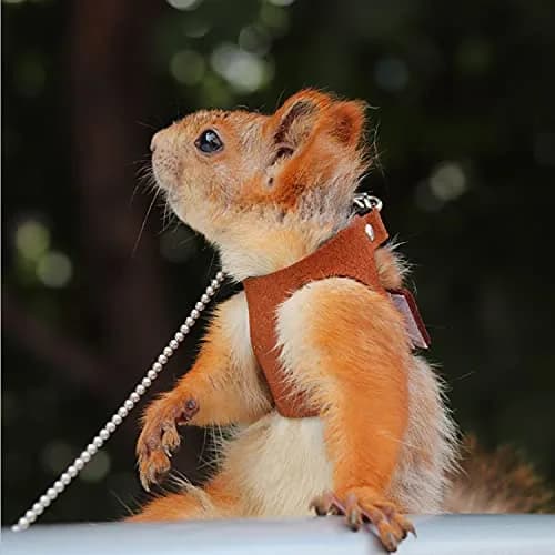 HAICHEN TEC 3 Pack Squirrel Harness and Leash Set - Adjustable Leather & Stainless Steel, Brown | Small Animal Training Vest (70-120c) thumbnail 7