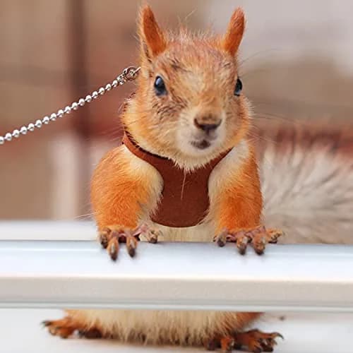 HAICHEN TEC 3 Pack Squirrel Harness and Leash Set - Adjustable Leather & Stainless Steel, Brown | Small Animal Training Vest (70-120c) thumbnail 8