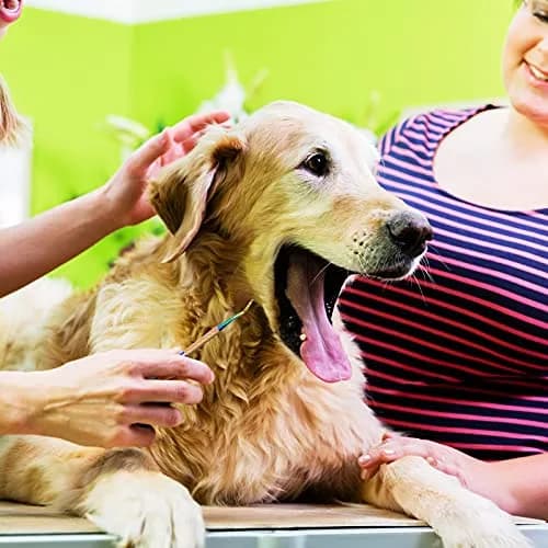 Hotop Dog Tooth Scaler Scraper Dental Tool Stainless Steel Rainbow Color | Pet Dental Care thumbnail 7