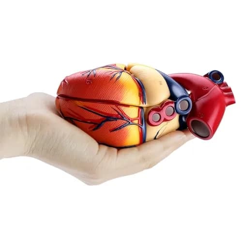 QWORK Life Size Human Heart Model, Anatomically Accurate 2-Part Model with Detachable Wall thumbnail 4