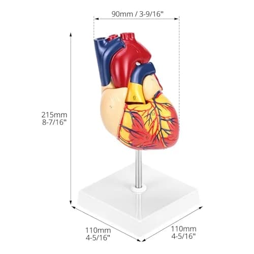 QWORK Life Size Human Heart Model, Anatomically Accurate 2-Part Model with Detachable Wall thumbnail 6
