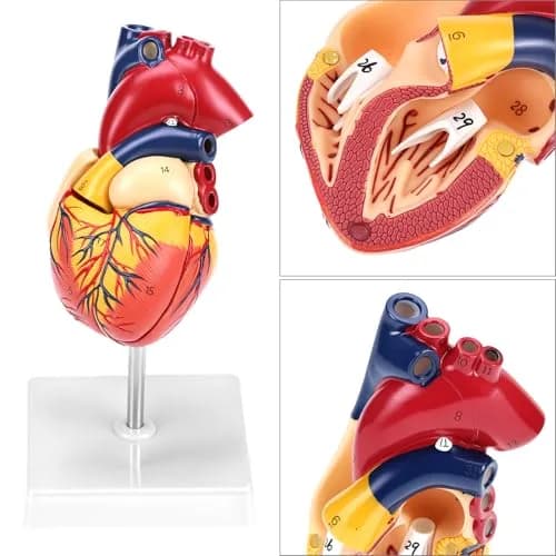 QWORK Life Size Human Heart Model, Anatomically Accurate 2-Part Model with Detachable Wall thumbnail 3