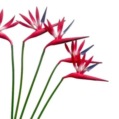 Corkwaw Red Artificial Bird of Paradise Flowers 55cm (21.5 Inch) | Pack of 8 Realistic Tropical Stems thumbnail 3