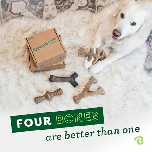 Benebone Medium 4-Pack Dog Chew Toys for Aggressive Chewers Under 60 lbs | Real Bacon Flavor thumbnail 5