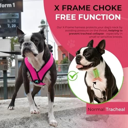 Gooby Comfort X Head-in Dog Harness, Choke-Free, Flamingo Pink, Large (17-22.5" Chest) thumbnail 5