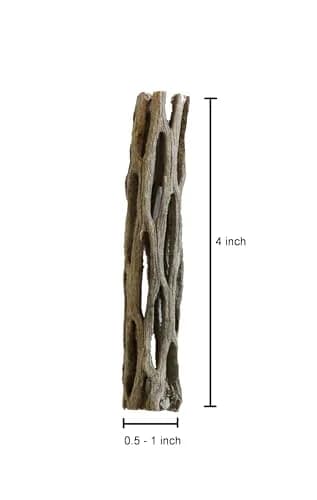 SoShrimp Natural Cholla Wood Aquarium Decoration 4 Inch (5 Pack) | Safe for Shrimp, Hermit Crabs, and Fish thumbnail 5