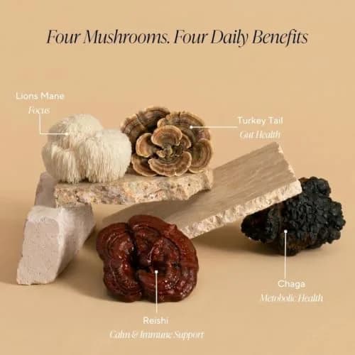OM MUSHROOM SUPERFOOD Hot Chocolate Blend – Dutch Cocoa with Lion’s Mane, Reishi, Chaga & Turkey Tail – Supports Focus, Calm & Stress Relief – 2g Sugar, 25 Calories – 8.47 oz Canister (30 Servings) thumbnail 3