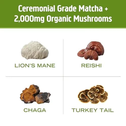 OM MUSHROOM SUPERFOOD Matcha Latte Blend – Green Tea Mushroom Powder with Lion’s Mane, Reishi, Chaga & Turkey Tail – 8.47 oz Canister (30 Servings) thumbnail 7