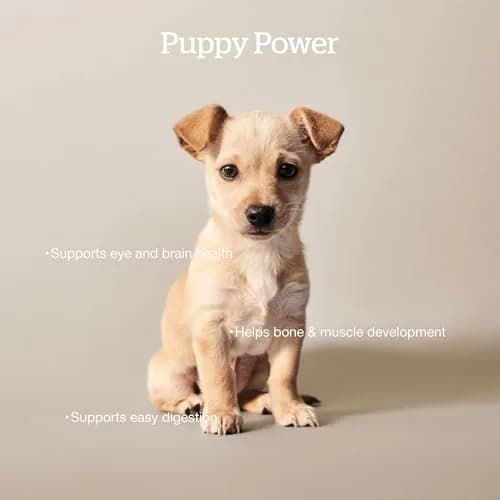 Now Fresh Grain-Free Small Breed Puppy Food with Turkey, Salmon & Duck | Supports Growth & Digestion in India thumbnail 2