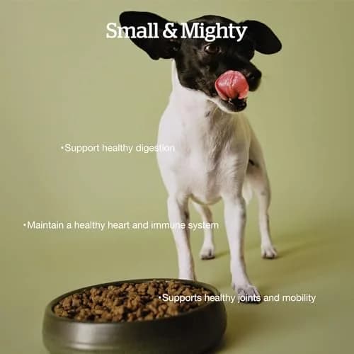 Now Fresh Small Breed Senior Dry Dog Food, Turkey, Salmon & Duck, 12 lb | Grain-Free, Supports Joints & Digestion thumbnail 2