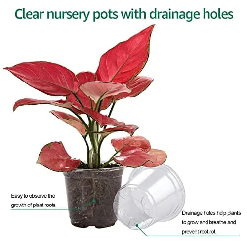 Bluepro Nursery Pots with Humidity Domes, 4 Inch | Clear Plastic for Seed Starting & Propagation thumbnail 6