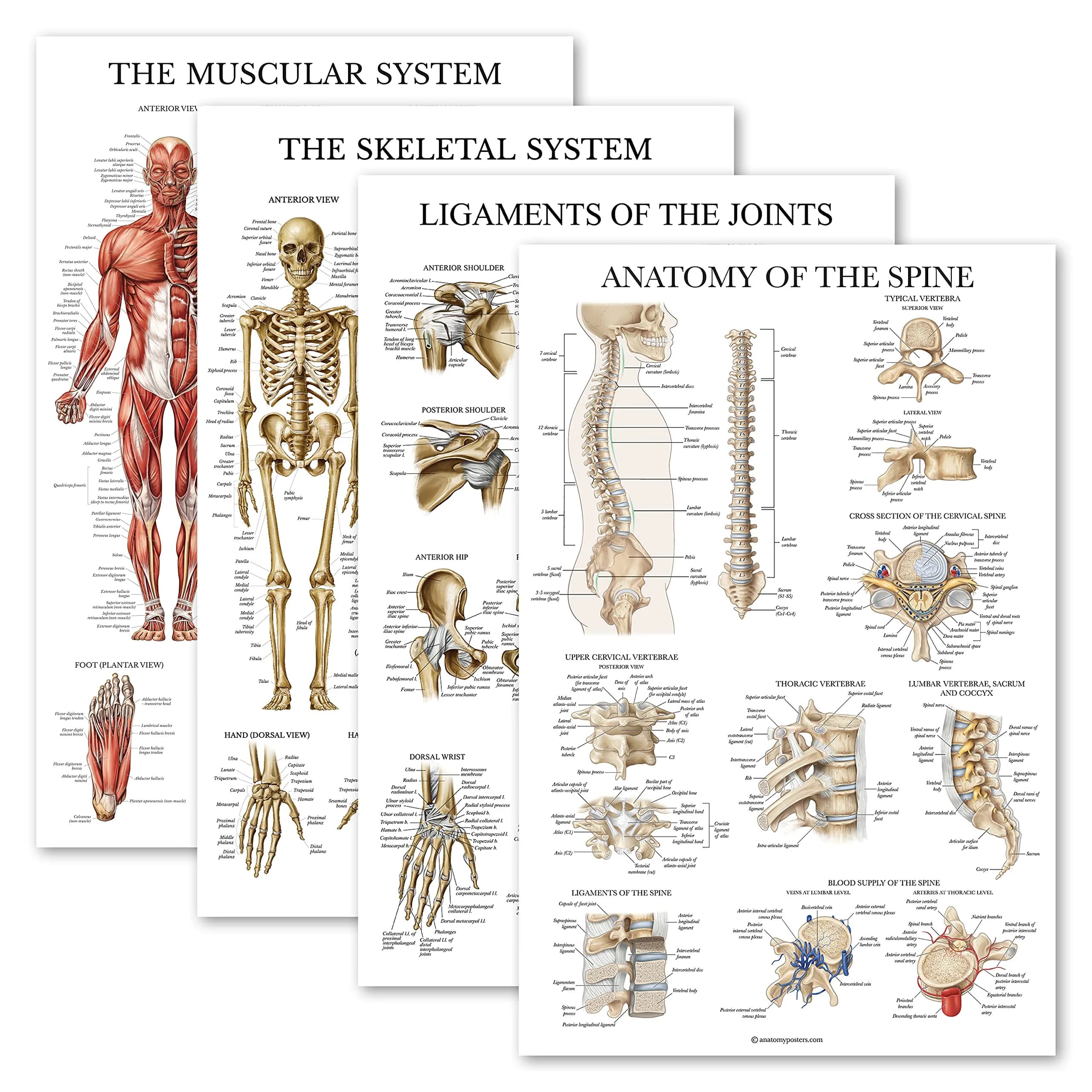 Palace Learning Anatomical Poster Set - Muscular, Skeletal, Ligaments, Spine Charts - Laminated 45x60 cm (18" x 24") | Educational Wall Art for Classrooms - main product image