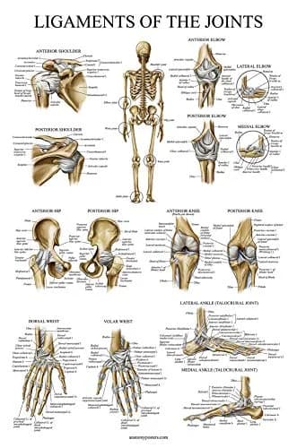 Palace Learning Anatomical Poster Set - Muscular, Skeletal, Ligaments, Spine Charts - Laminated 45x60 cm (18" x 24") | Educational Wall Art for Classrooms thumbnail 4