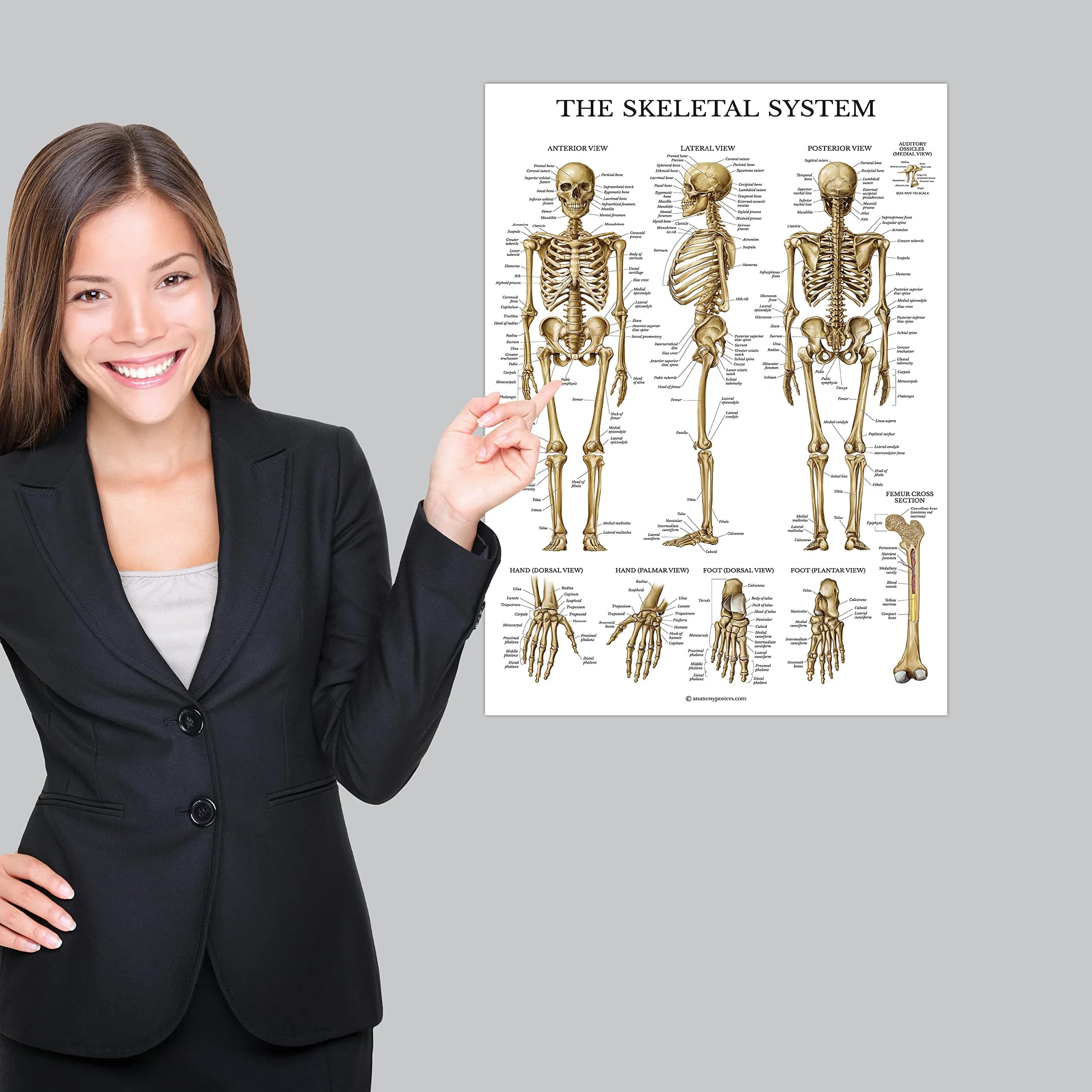 Palace Learning Anatomical Poster Set - Muscular, Skeletal, Ligaments, Spine Charts - Laminated 45x60 cm (18" x 24") | Educational Wall Art for Classrooms - view 5