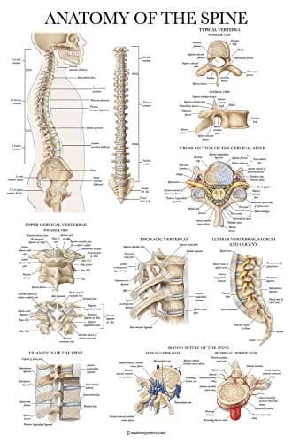 Palace Learning Anatomical Poster Set - Muscular, Skeletal, Ligaments, Spine Charts - Laminated 45x60 cm (18" x 24") | Educational Wall Art for Classrooms thumbnail 6