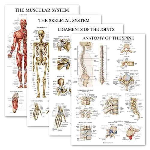 Palace Learning Anatomical Poster Set - Muscular, Skeletal, Ligaments, Spine Charts - Laminated 45x60 cm (18" x 24") | Educational Wall Art for Classrooms thumbnail 1