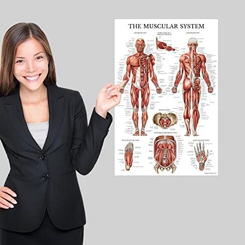 Palace Learning Anatomical Poster Set - Muscular, Skeletal, Ligaments, Spine Charts - Laminated 45x60 cm (18" x 24") | Educational Wall Art for Classrooms thumbnail 7