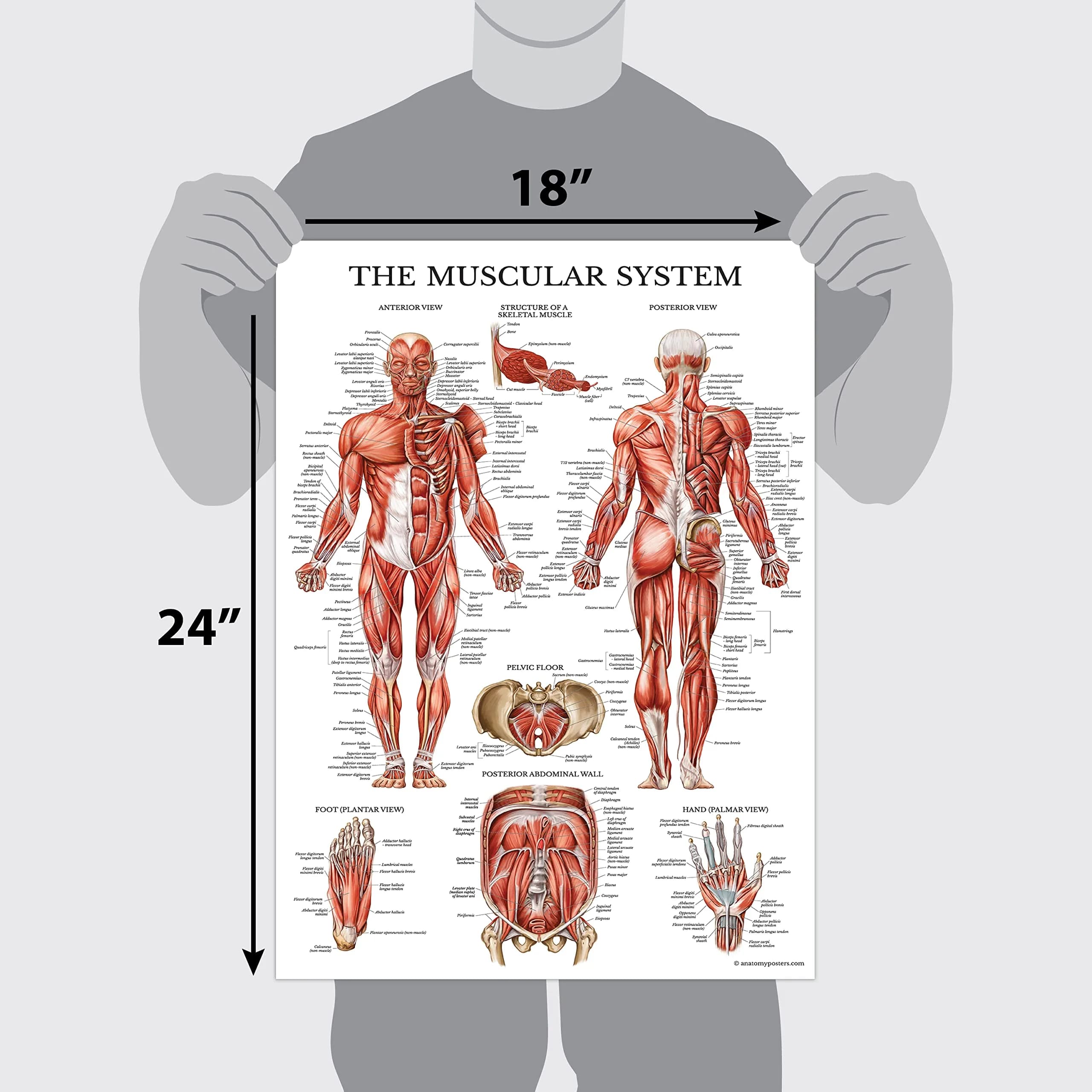Palace Learning Anatomical Poster Set - Muscular, Skeletal, Ligaments, Spine Charts - Laminated 45x60 cm (18" x 24") | Educational Wall Art for Classrooms - view 2