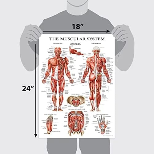 Palace Learning Anatomical Poster Set - Muscular, Skeletal, Ligaments, Spine Charts - Laminated 45x60 cm (18" x 24") | Educational Wall Art for Classrooms thumbnail 2