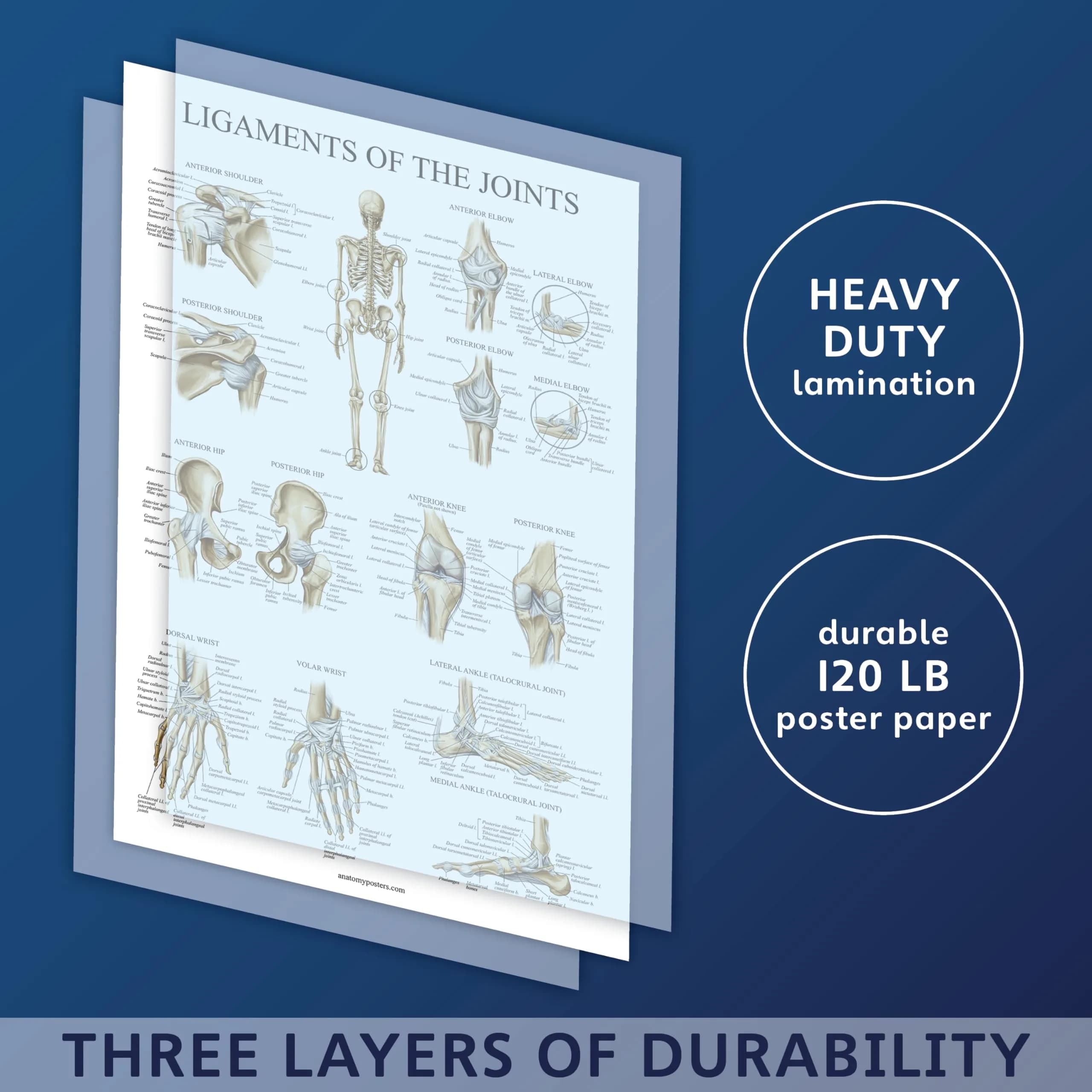 Palace Learning Anatomical Poster Set - Muscular, Skeletal, Ligaments, Spine Charts - Laminated 45x60 cm (18" x 24") | Educational Wall Art for Classrooms - view 3