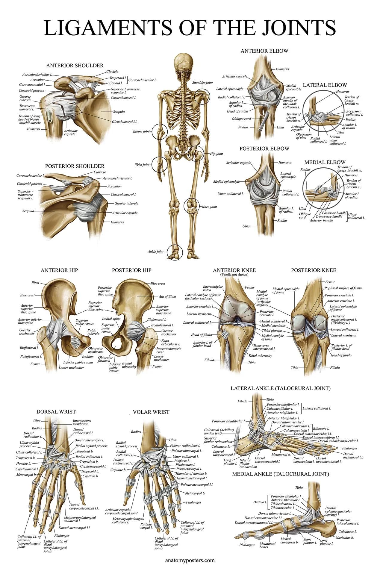 Palace Learning Anatomical Poster Set - Muscular, Skeletal, Ligaments, Spine Charts - Laminated 45x60 cm (18" x 24") | Educational Wall Art for Classrooms - view 4