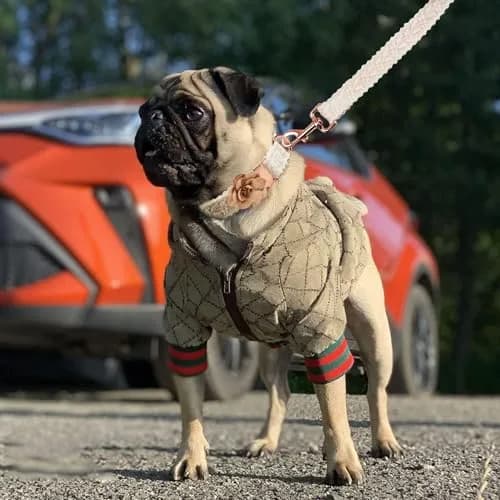 HQREA Dog Hoodie Luxury Winter XL | Classic Designer French Bulldog Teddy Pug Clothes thumbnail 3
