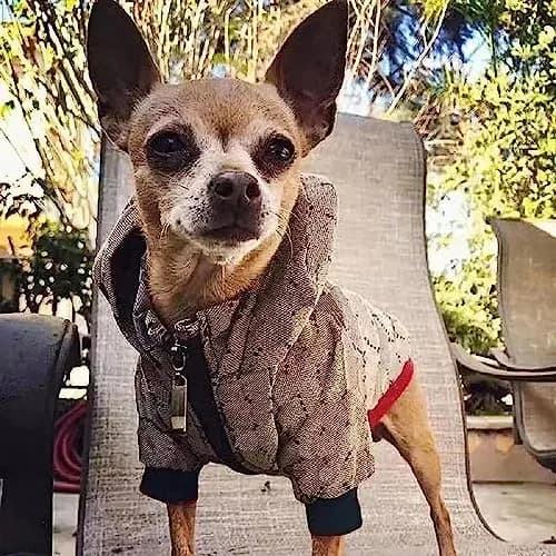 HQREA Dog Hoodie Luxury Winter Small Dog Jacket Clothes Classic Designer French Bulldog Teddy Pug Puppy Clothes (L) | Warm, Fashionable & Water-Resistant thumbnail 7