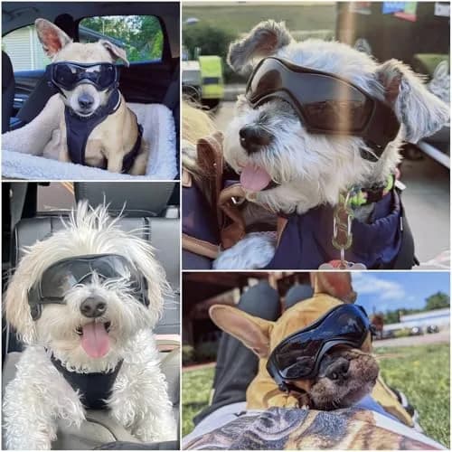 Enjoying Black Pet Apparel Dog Goggles UV Protection for Medium Breeds | Windproof & Adjustable thumbnail 2