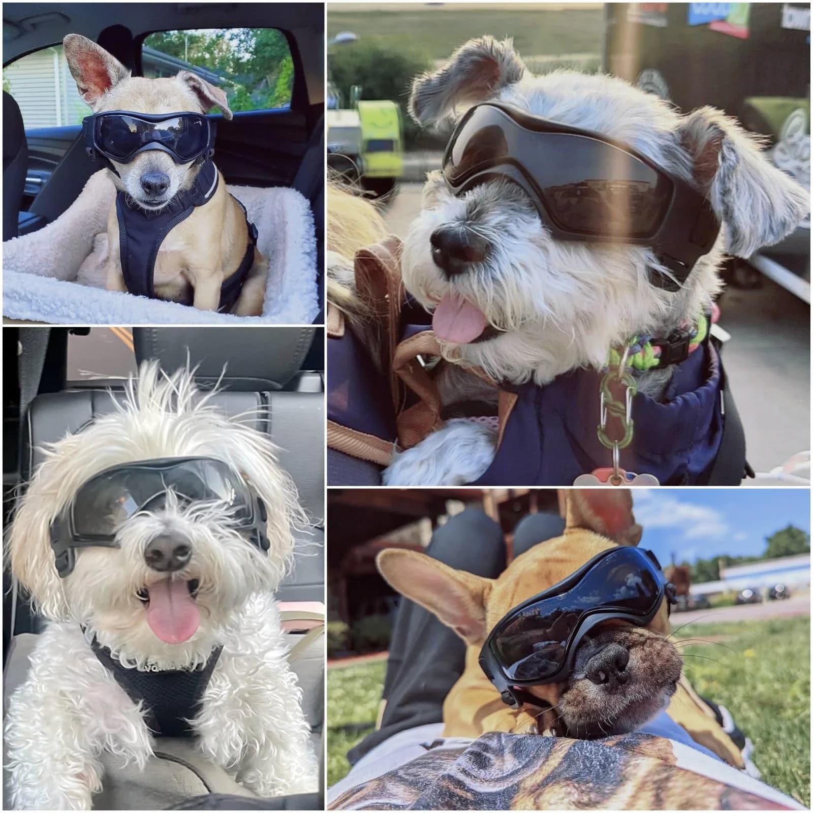Enjoying Black Pet Apparel Dog Goggles UV Protection for Medium Breeds | Windproof & Adjustable - view 2