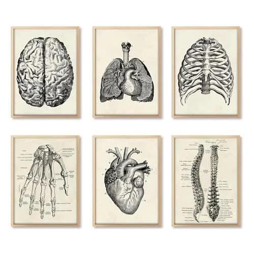 Ohhvvow Human Anatomy Wall Art Set of 6 Canvas Prints 8"x10" | Medical Skeleton Decor for Study & Office thumbnail 1