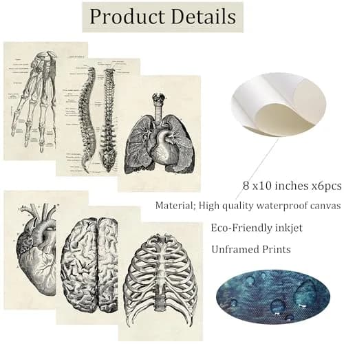 Ohhvvow Human Anatomy Wall Art Set of 6 Canvas Prints 8"x10" | Medical Skeleton Decor for Study & Office thumbnail 2