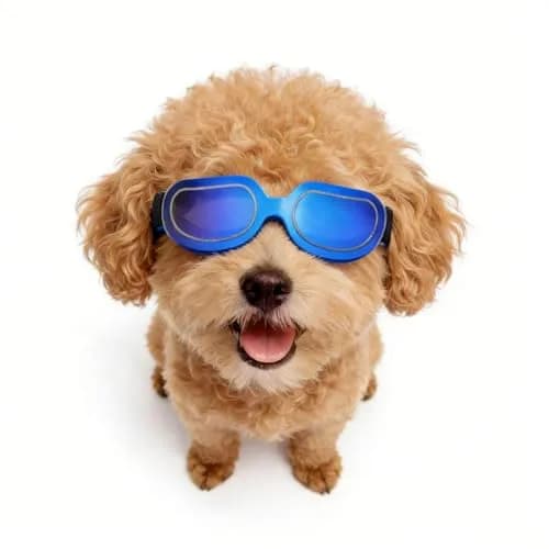 Enjoying Classic White Small Breed Dog Goggles with UV Protection - main product image