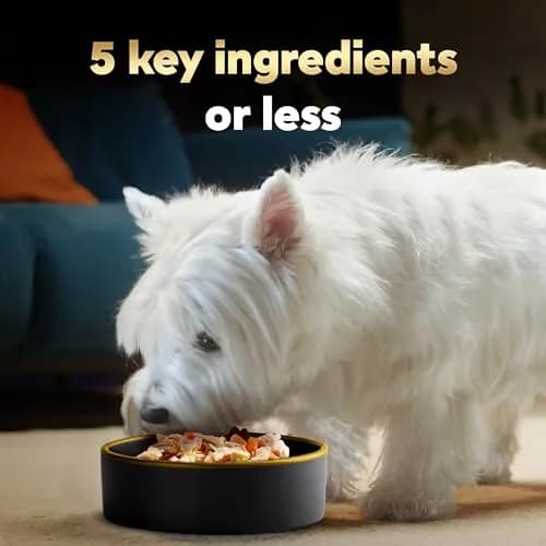 Cesar Simply Crafted Wet Dog Food Toppers, Chicken, 1.3 oz, 24 Count | Real Chicken, Easy Digest, Gourmet Meal Supplement thumbnail 3