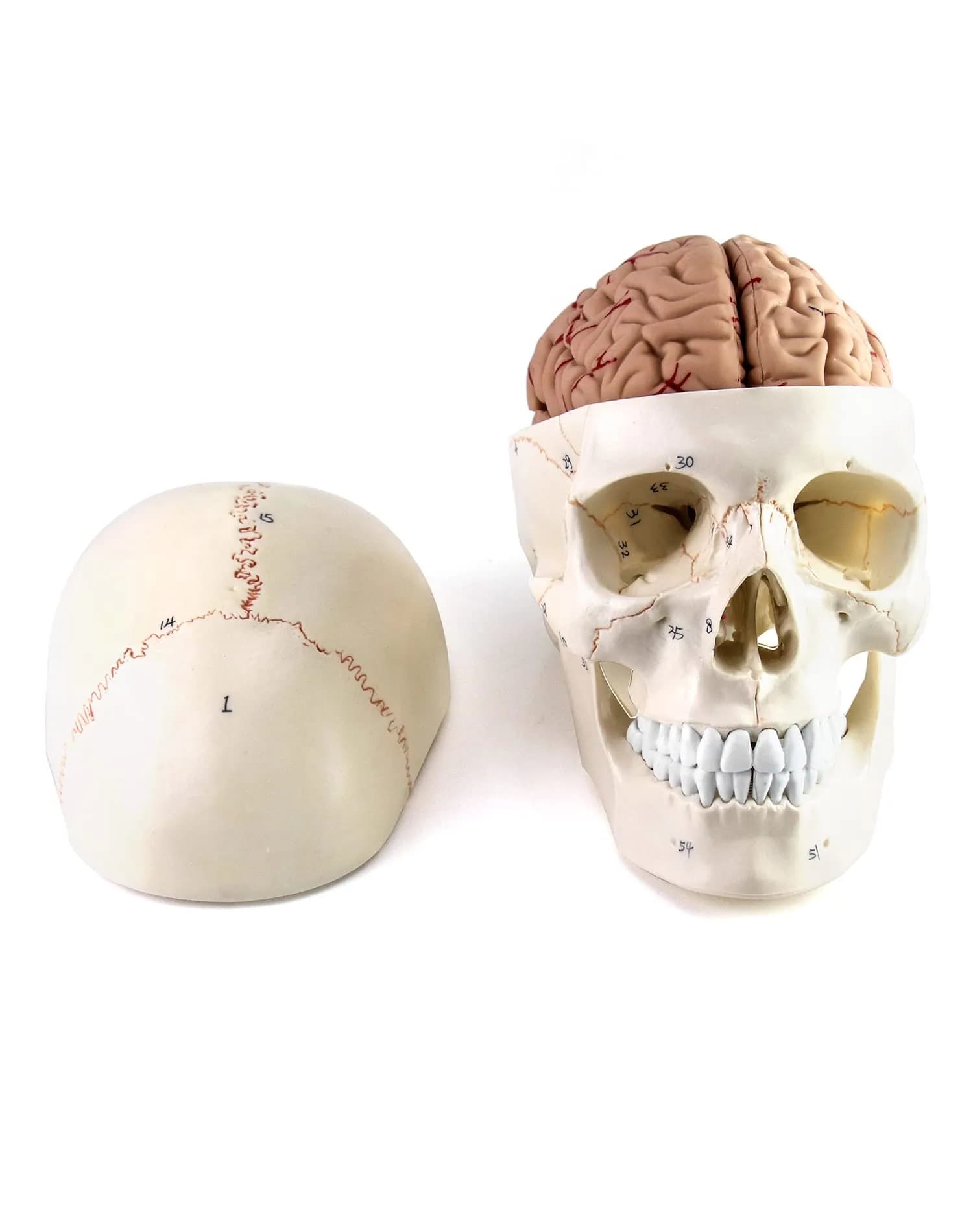 QWORK Human Skull and Brain Anatomy Model, 11 Parts, Life Size, Numbered, Anatomically Accurate, PVC (1.58 kg / 3.48 lb)