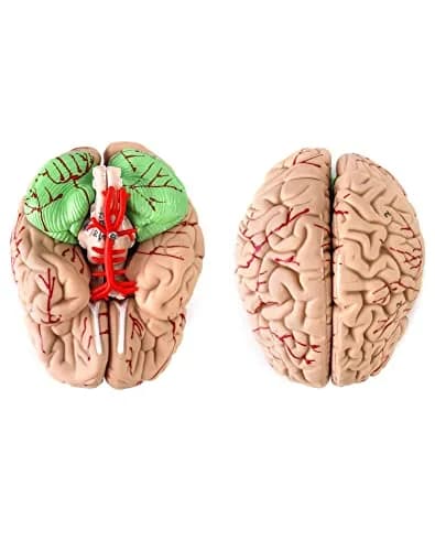 QWORK Human Skull and Brain Anatomy Model, 11 Parts, Life Size, Numbered, Anatomically Accurate, PVC (1.58 kg / 3.48 lb) thumbnail 4