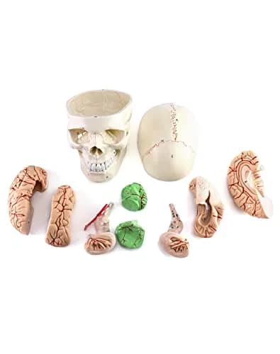 QWORK Human Skull and Brain Anatomy Model, 11 Parts, Life Size, Numbered, Anatomically Accurate, PVC (1.58 kg / 3.48 lb) thumbnail 5