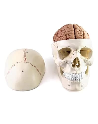 QWORK Human Skull and Brain Anatomy Model, 11 Parts, Life Size, Numbered, Anatomically Accurate, PVC (1.58 kg / 3.48 lb) thumbnail 1