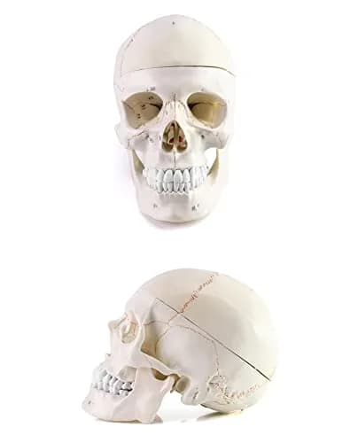 QWORK Human Skull and Brain Anatomy Model, 11 Parts, Life Size, Numbered, Anatomically Accurate, PVC (1.58 kg / 3.48 lb) thumbnail 7