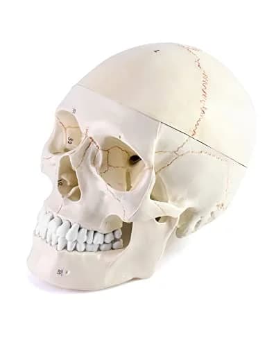 QWORK Human Skull and Brain Anatomy Model, 11 Parts, Life Size, Numbered, Anatomically Accurate, PVC (1.58 kg / 3.48 lb) thumbnail 8