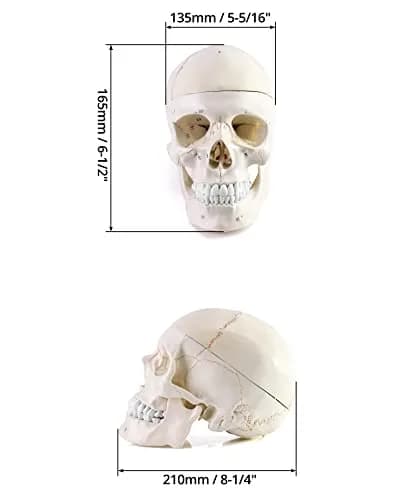 QWORK Human Skull and Brain Anatomy Model, 11 Parts, Life Size, Numbered, Anatomically Accurate, PVC (1.58 kg / 3.48 lb) thumbnail 2