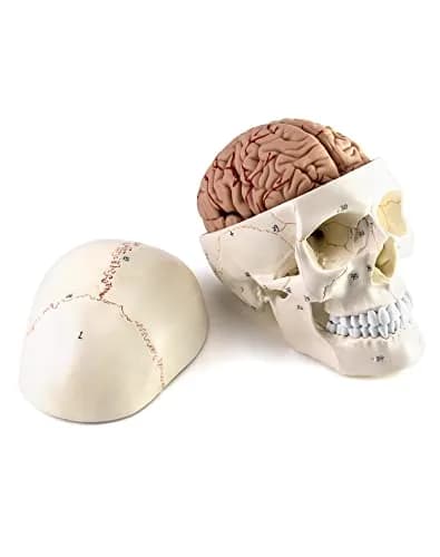 QWORK Human Skull and Brain Anatomy Model, 11 Parts, Life Size, Numbered, Anatomically Accurate, PVC (1.58 kg / 3.48 lb) thumbnail 3