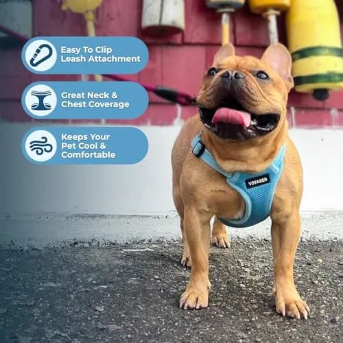 Best Pet Supplies Voyager Step-In Mesh Dog Harness & Leash Set, XL (Baby Blue) | No-Pull, Breathable, Reflective thumbnail 5