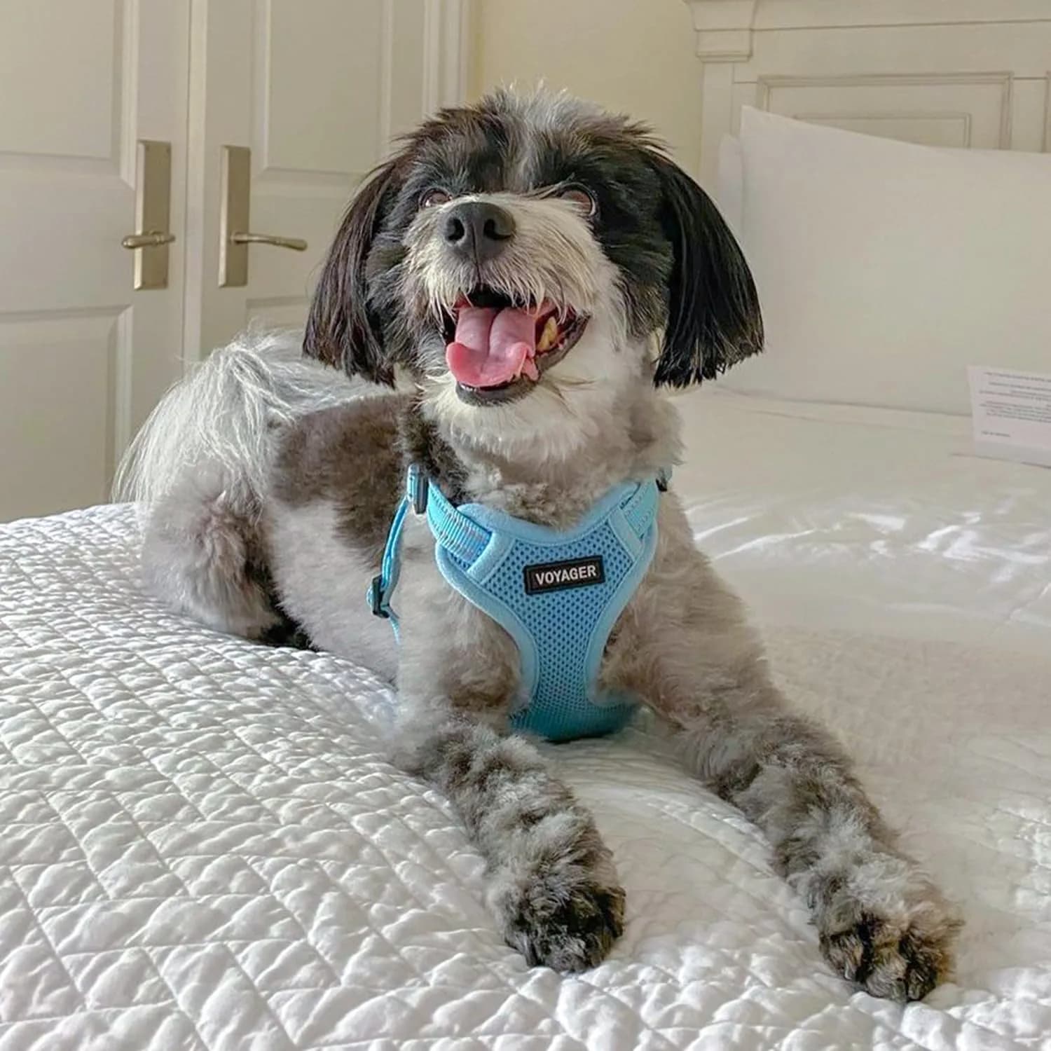 Best Pet Supplies Voyager Step-In Mesh Dog Harness & Leash Set, XL (Baby Blue) | No-Pull, Breathable, Reflective - view 7