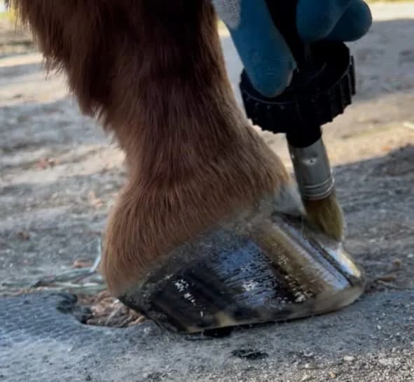 Pure Sole Hoof Oil - All Natural Horse Hoof Conditioner with Brush Applicator 16 fl oz | Strengthens & Moisturizes Hooves thumbnail 9