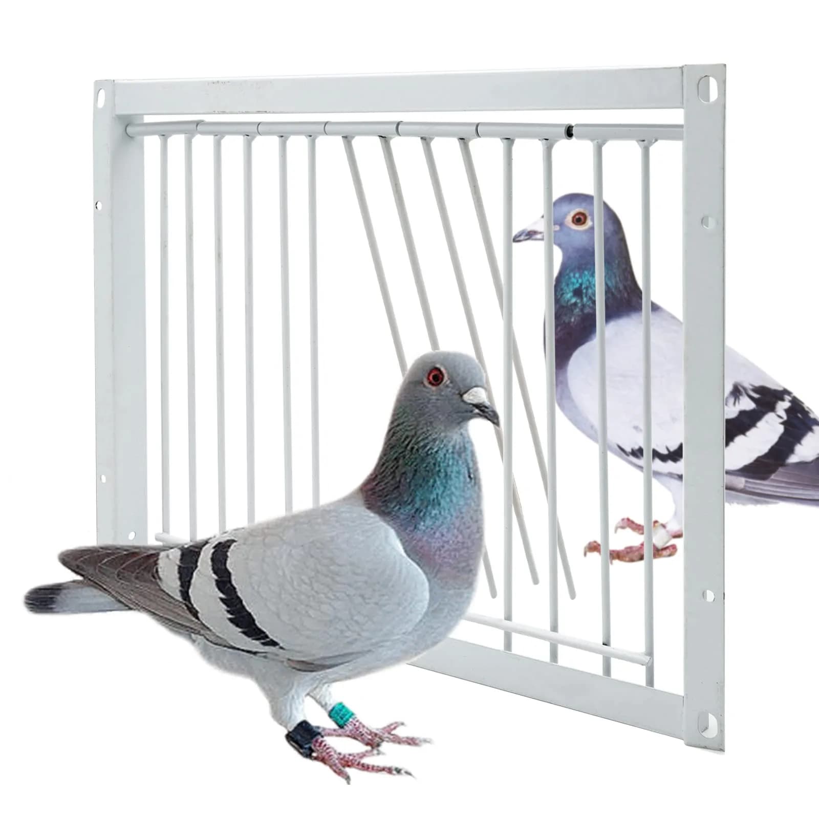 OIXXAF Pigeon Door Entrance 30cm (11.8in) x 26cm (10.2in) | One-Way Entry for Racing Pigeon Cages — 11.8in (30cm)