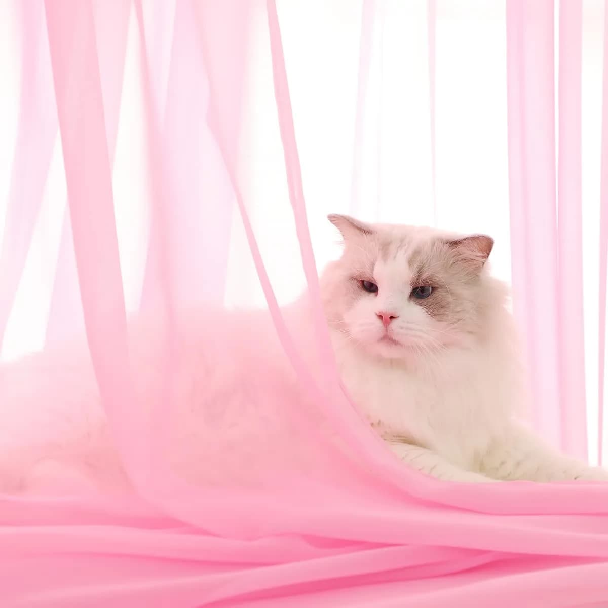 PHILEASY Pink Sheer Curtains 108 Inches Long - Pack of 2 - Light-Filtering Rod Pocket Panels - view 2
