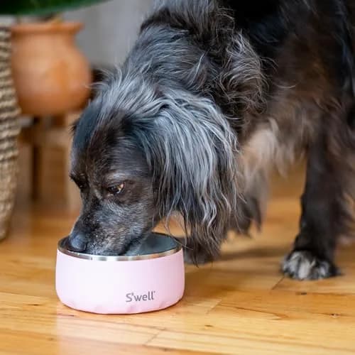 S'well Stainless Steel Pet Bowl 16oz (470ml) | Non-Slip Base for Dogs thumbnail 5