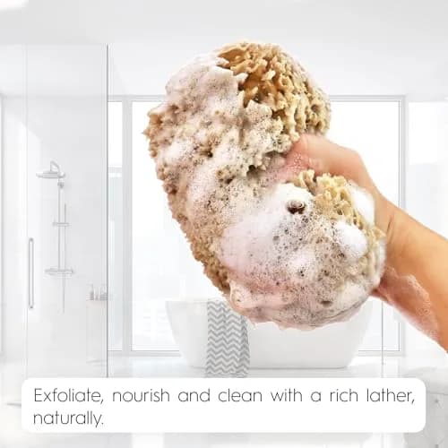 Naroa Exfoliating Natural Sea Sponge for Shower X Large | Bath Loofah for Healthy Skin thumbnail 7