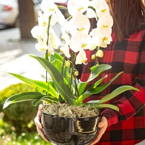 ZeeDix Natural Sphagnum Moss 6 oz (170g) | Long Fiber for Indoor Plants, Terrariums & Reptiles thumbnail 7