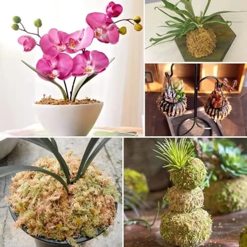 ZeeDix Natural Sphagnum Moss 0.49 kg (1.1 lb) | Expands to 25 qt for Indoor Plants thumbnail 6